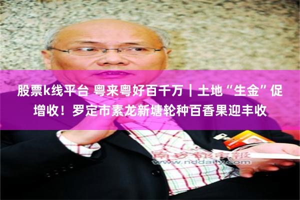 股票k线平台 粤来粤好百千万｜土地“生金”促增收！罗定市素龙新塘轮种百香果迎丰收